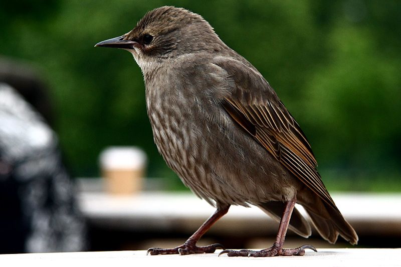 A juvenile starling with gray and brown feathers