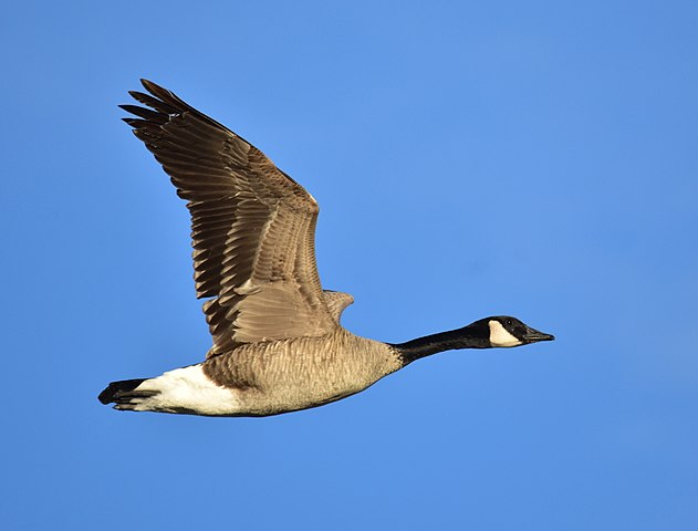 Brown feathered Canada goose with a white cheek patch flying in a blue sky