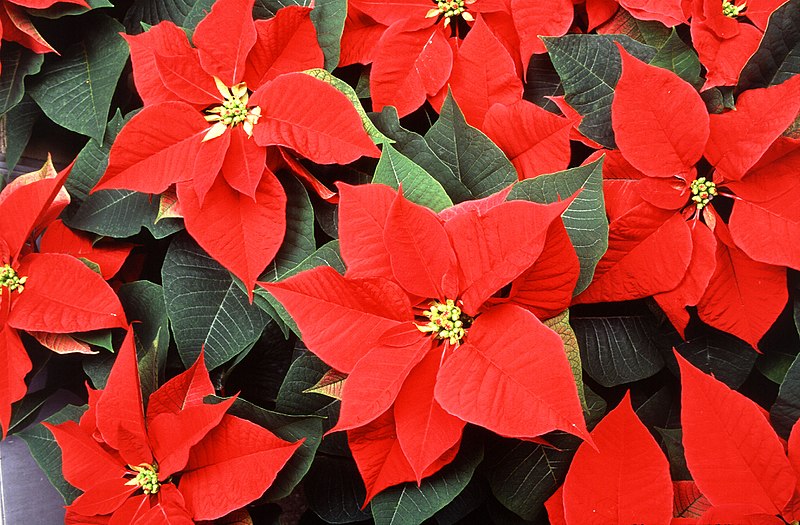 Bright red leaves or bracts of a poinsettia plant shielding small interior flowers