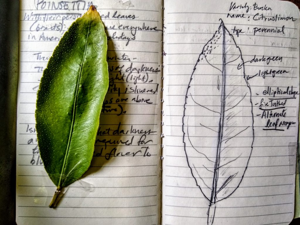 A pinnate, elliptical, serrate leaf of a lemon tree taped to a notebook with a drawing of it on the right