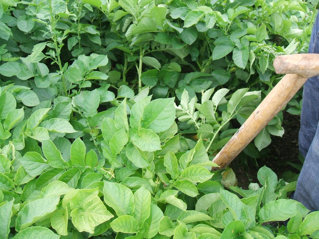 Green potato plants ready for harvest