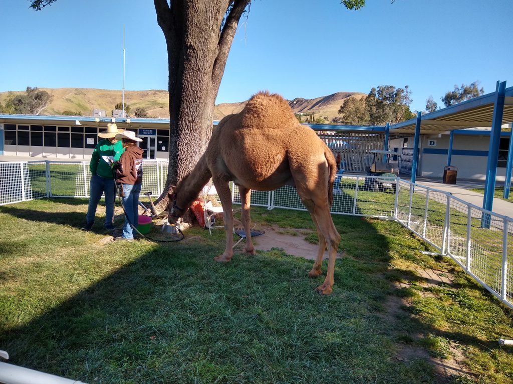 Camel grazing near a tree within a courtyard