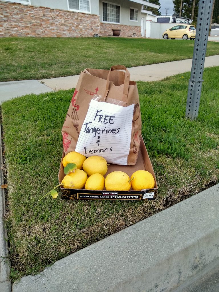 A bag of tangerine and lemons labeled as free on the grass next to the sidewalk