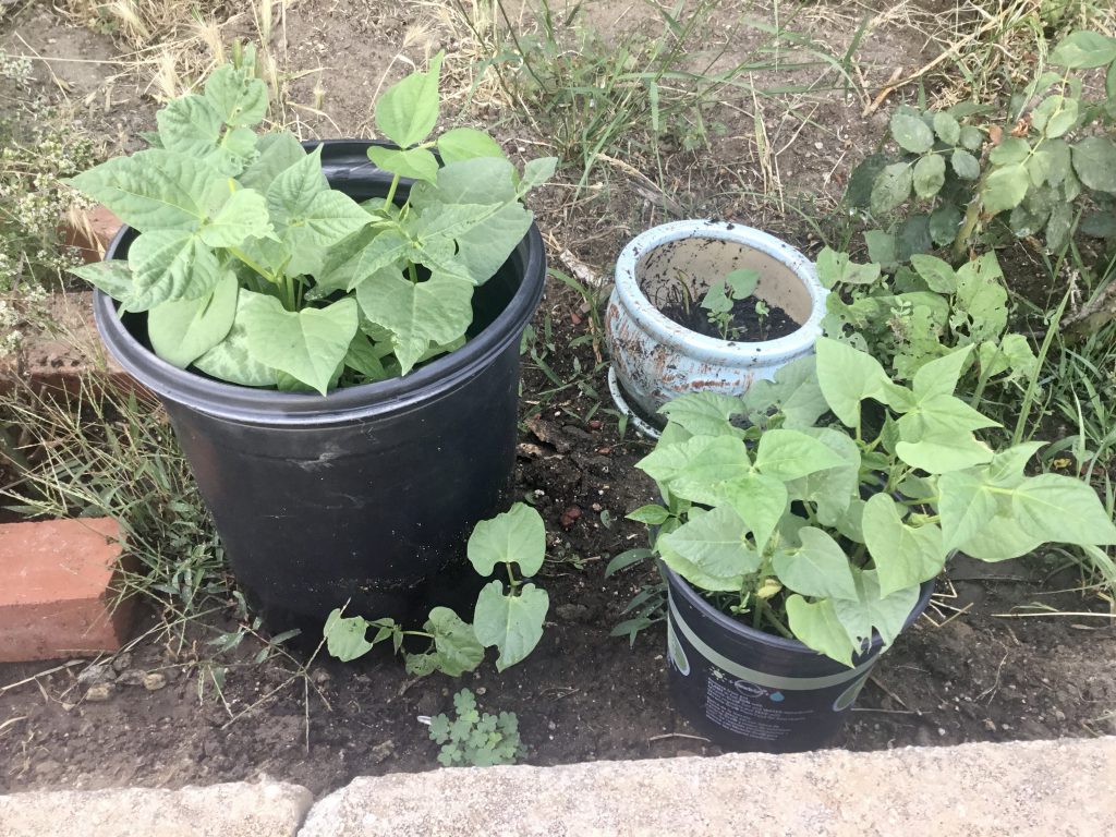 bean-sprouts-in-the-garden