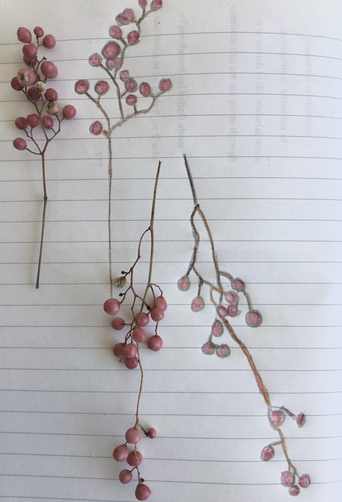 Drawing of manzanita berries